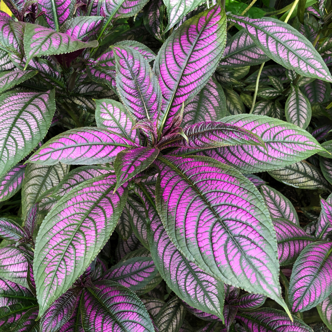 Strobilanthes auriculata var. dyeriana★ PERSIAN SHIELD