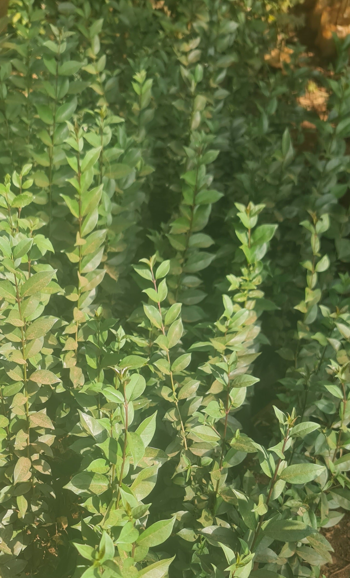 Ligustrum japonicum ★ Japonica