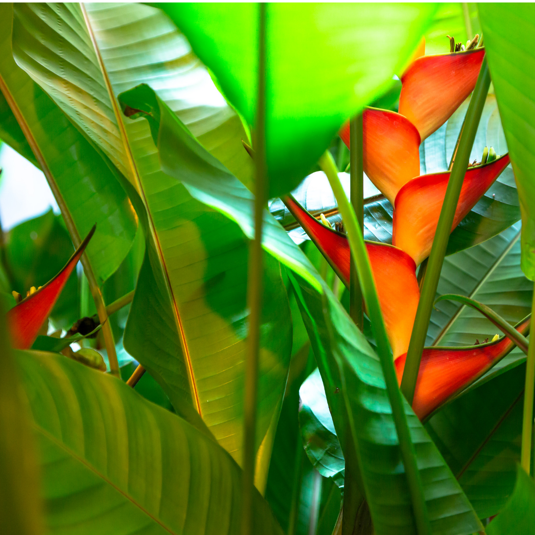 Heliconia stricta ★ DWARF HELICONIA