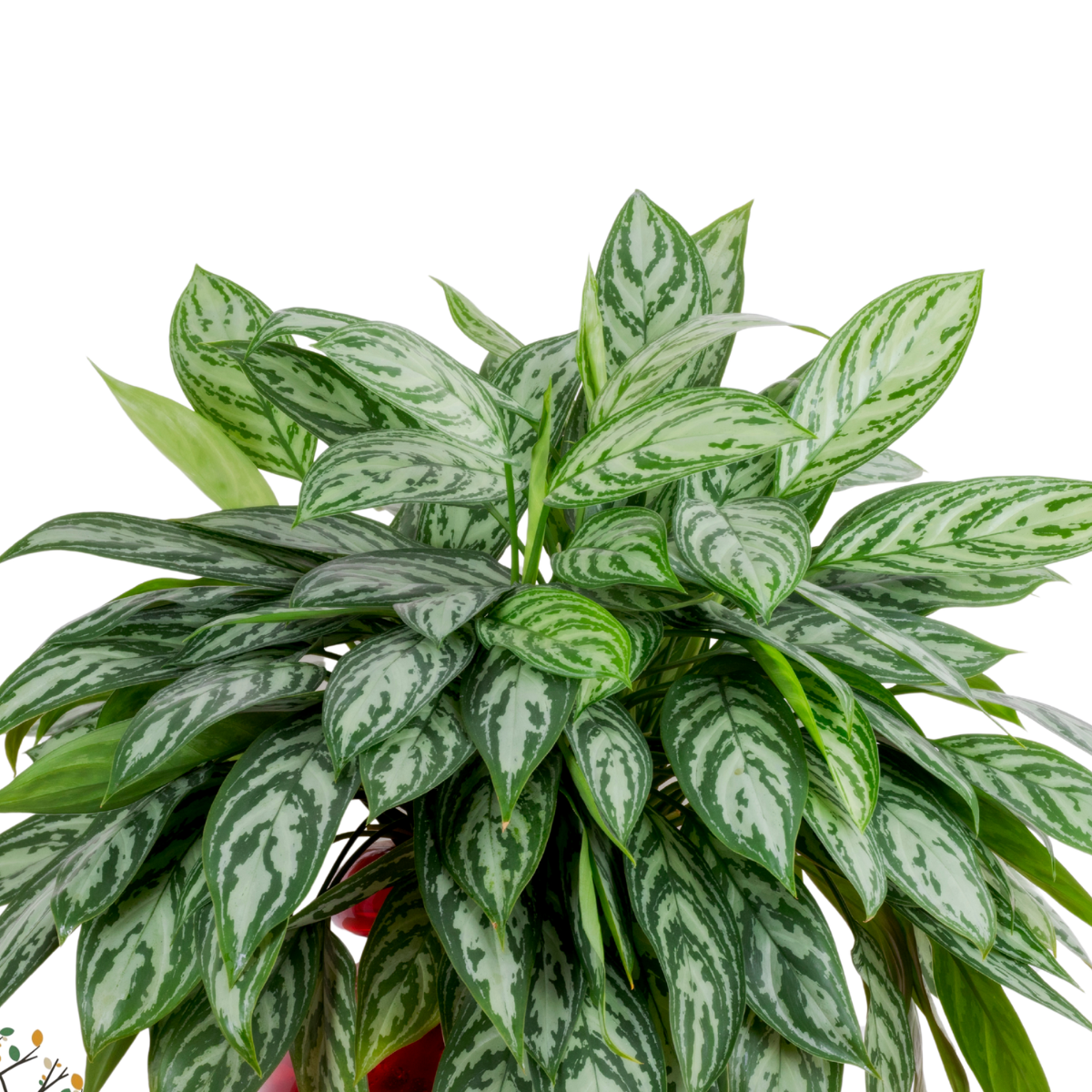 Aglaonema commutatum ★ CHINESE EVERGREEN
