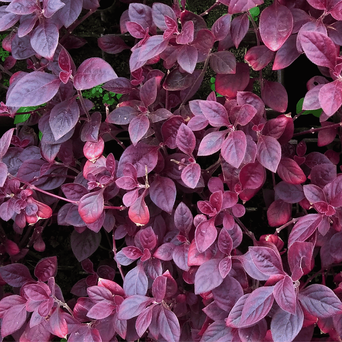Alternanthera Dentata ★ LITTLE RUBY