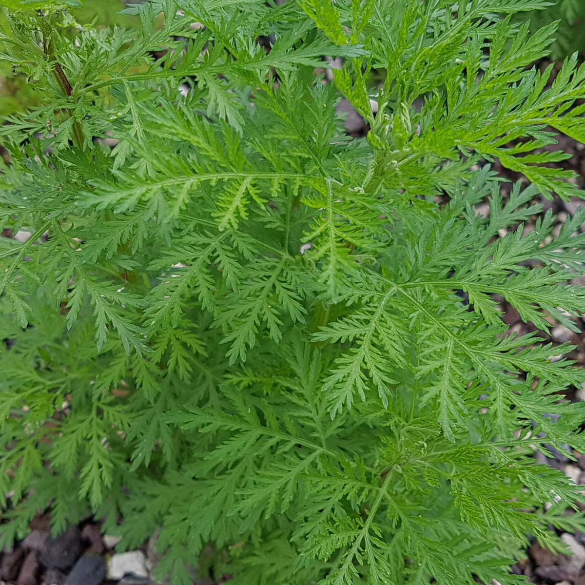 Artemisia annua ★ SWEET WORMWOOD
