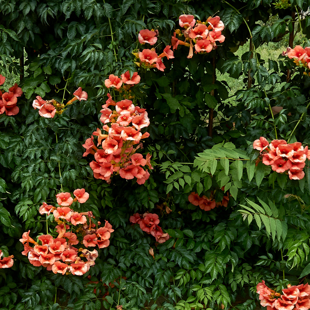 Campsis radicans ★ TRUMPET CREEPER