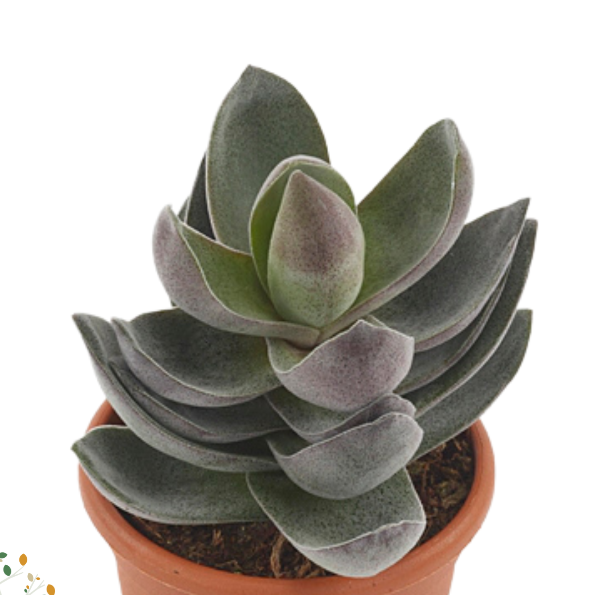 Crassula &