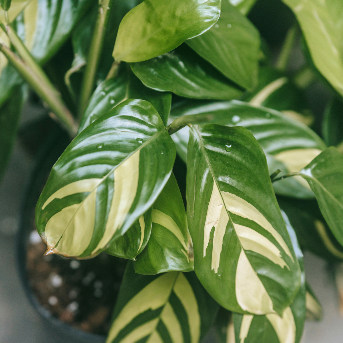 Ctenanthe lubbersiana ★ GOLDEN MOSAIC PLANT