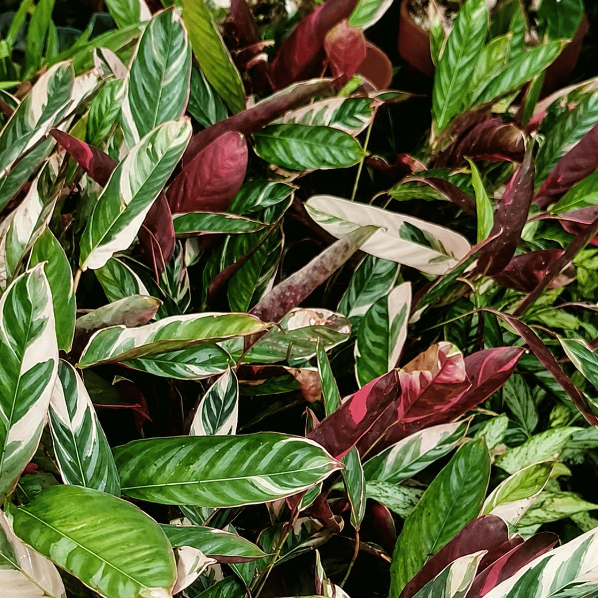 Ctenanthe oppenheimiana &