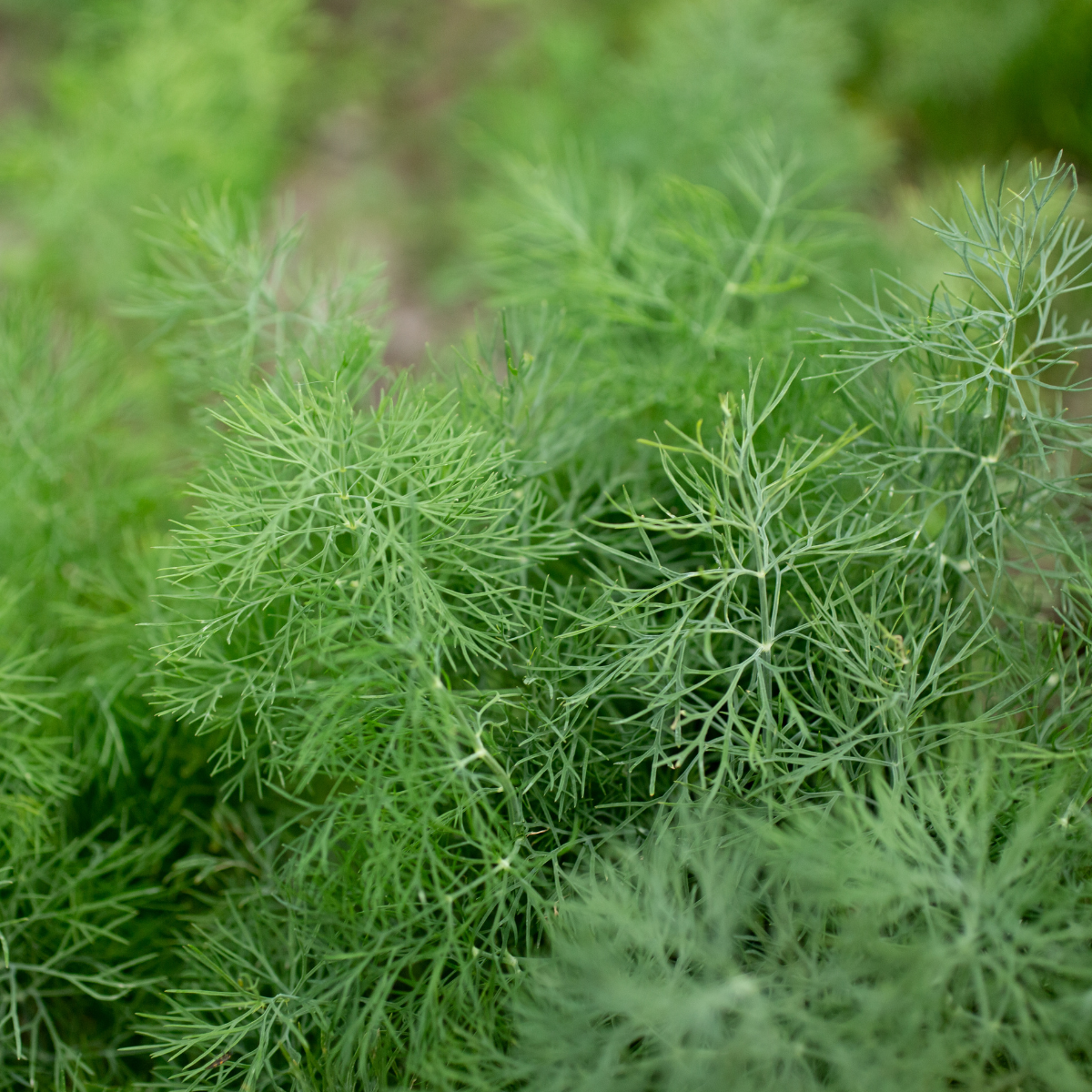 Anethum graveolens ★ DILL