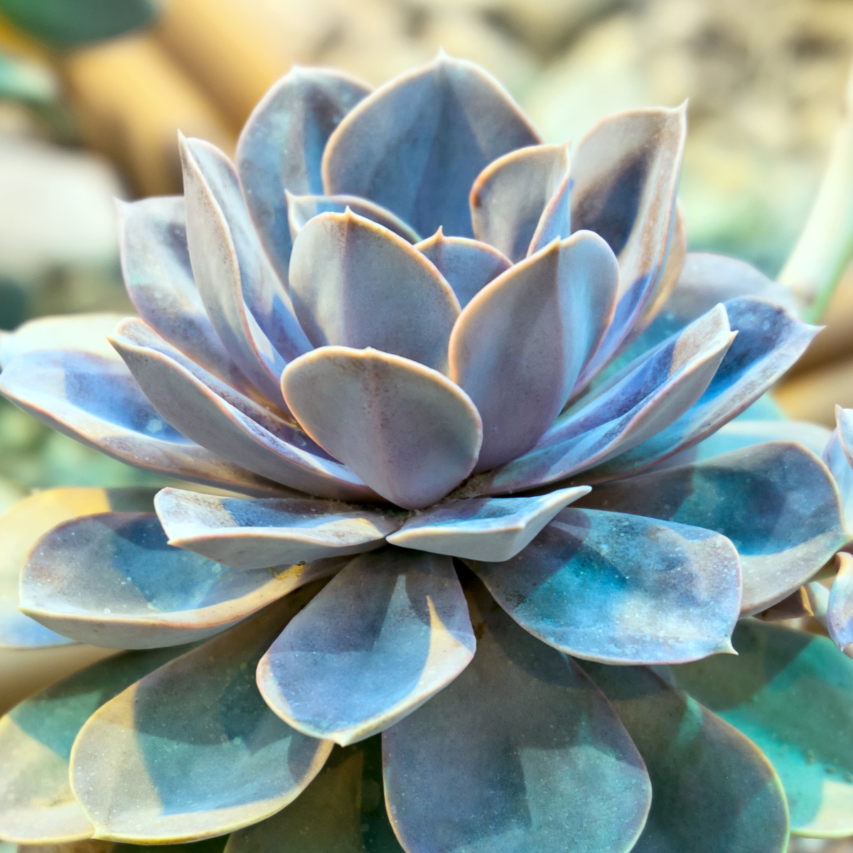 Echeveria lilacina ★ GHOST ECHEVERIA