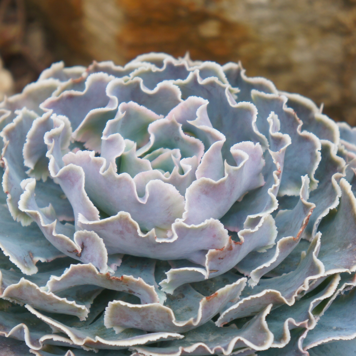 Echeveria shaviana ★ MEXICAN HENS & CHICKS
