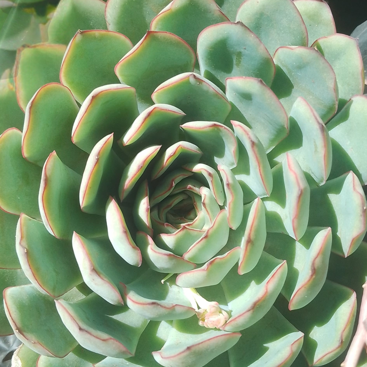 Echeveria pulidonis★ PULIDONIS ECHEVERIA