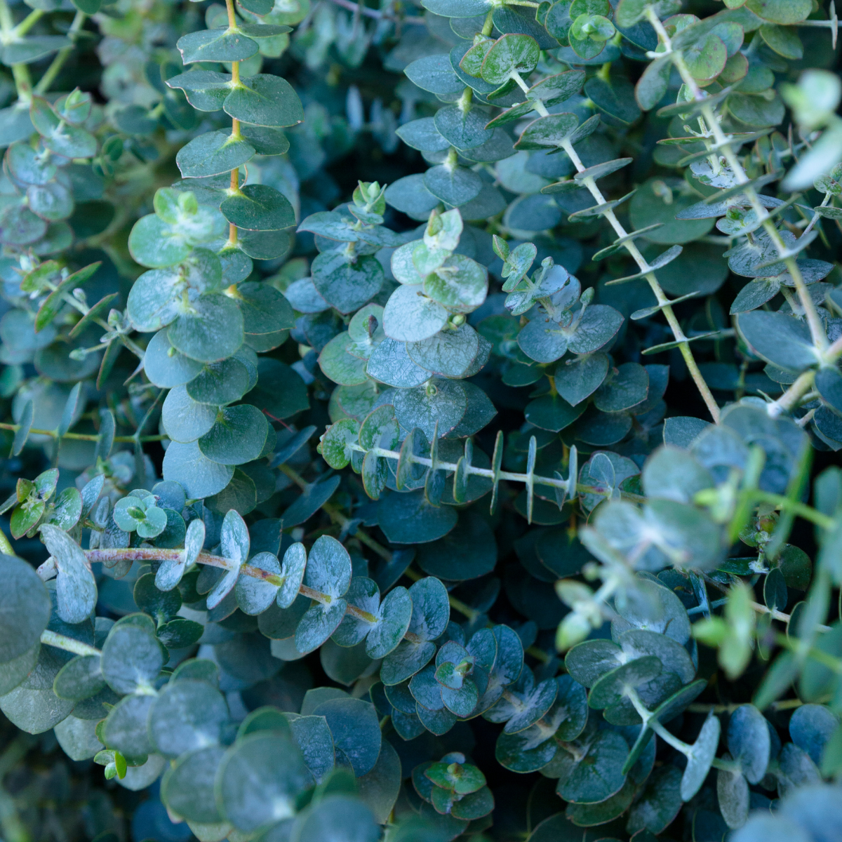 Eucalyptus cinerea ★ SILVER DOLLAR EUCALYPTUS