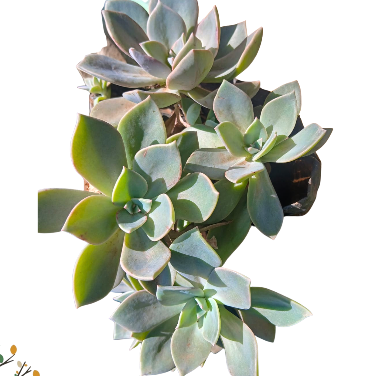 Graptopetalum paraguayense ★ GHOST PLANT