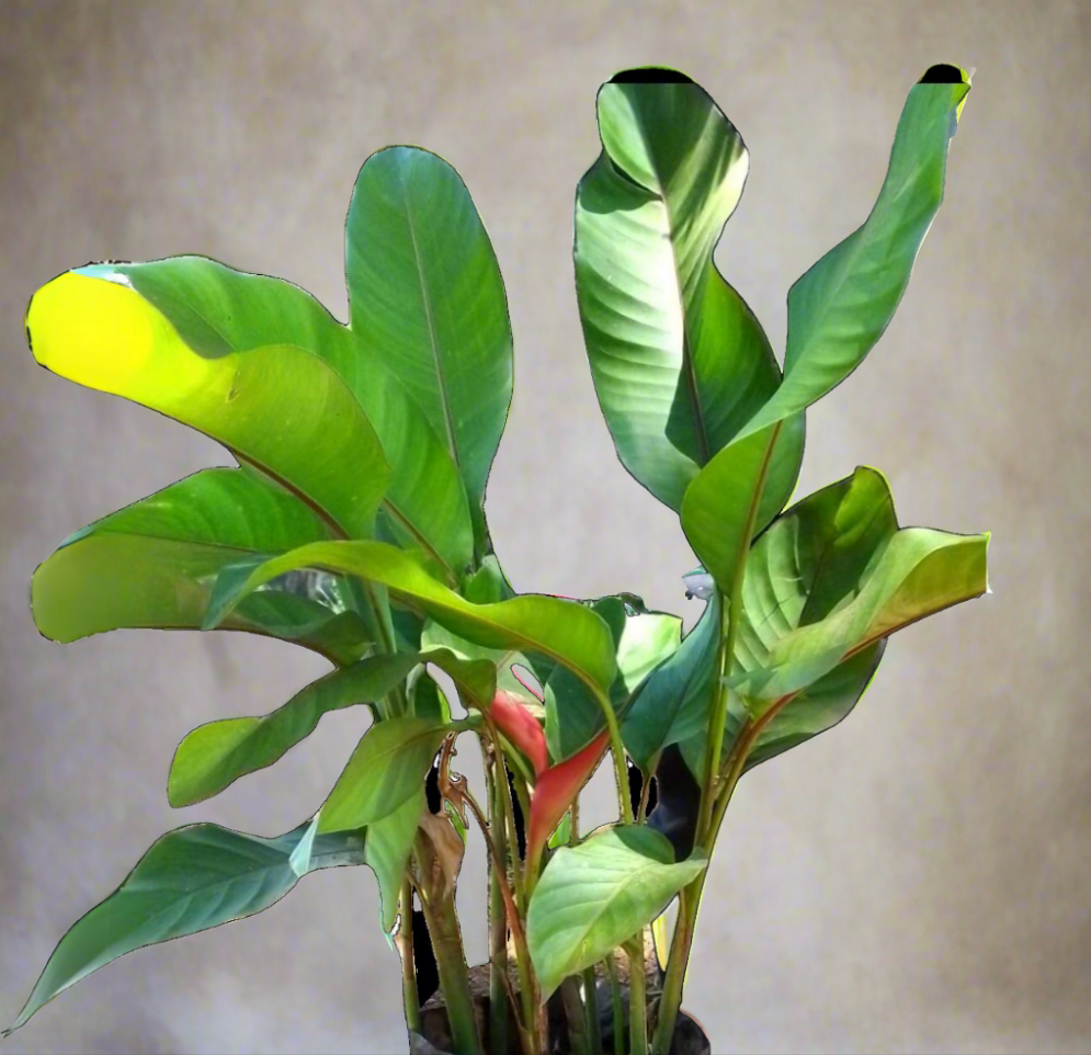 Heliconia stricta ★ DWARF HELICONIA