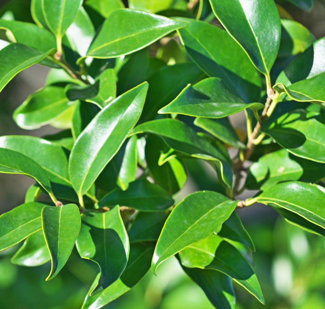 Ligustrum japonicum ★ Japonica