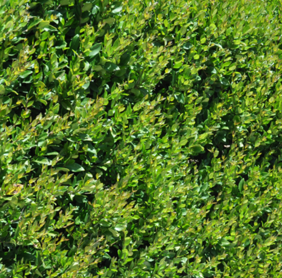 Ligustrum japonicum ★ Japonica