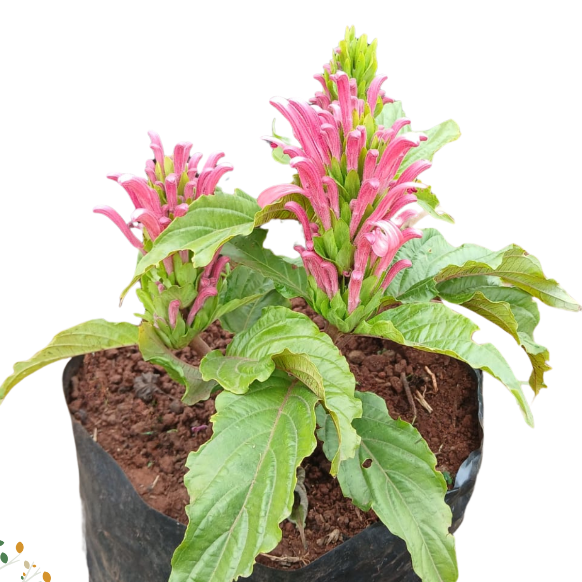 Justicia carnea ★ BRAZILIAN PLUME