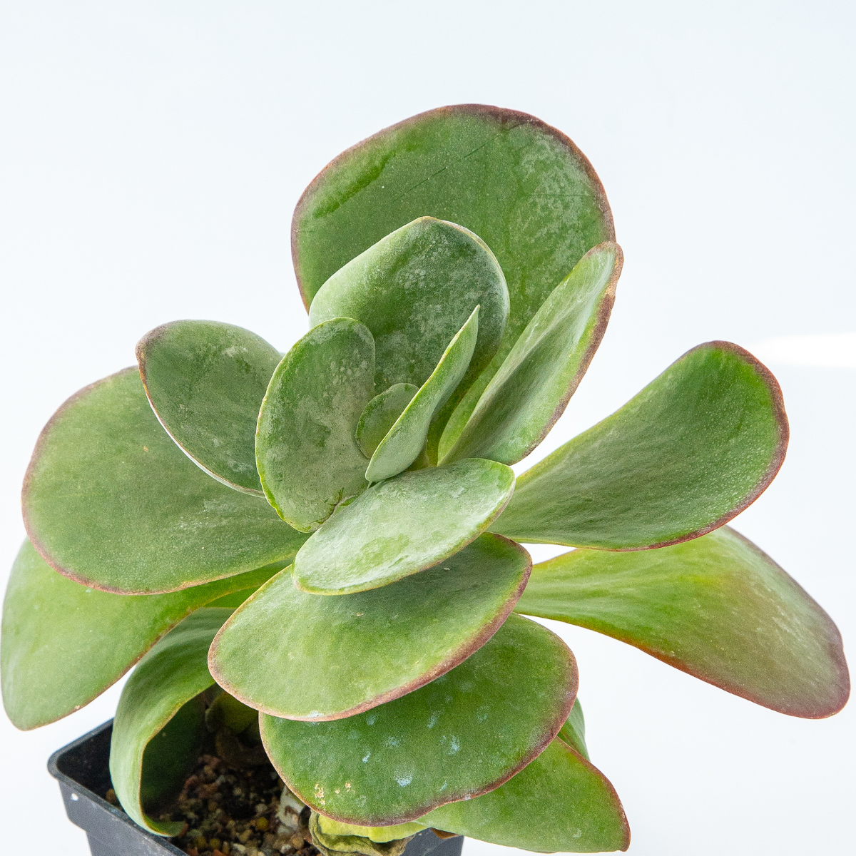 succulent with large paddle leaves Kalanchoe thyrsiflora ☆ PADDLE PLANT – Plantitude Kenya