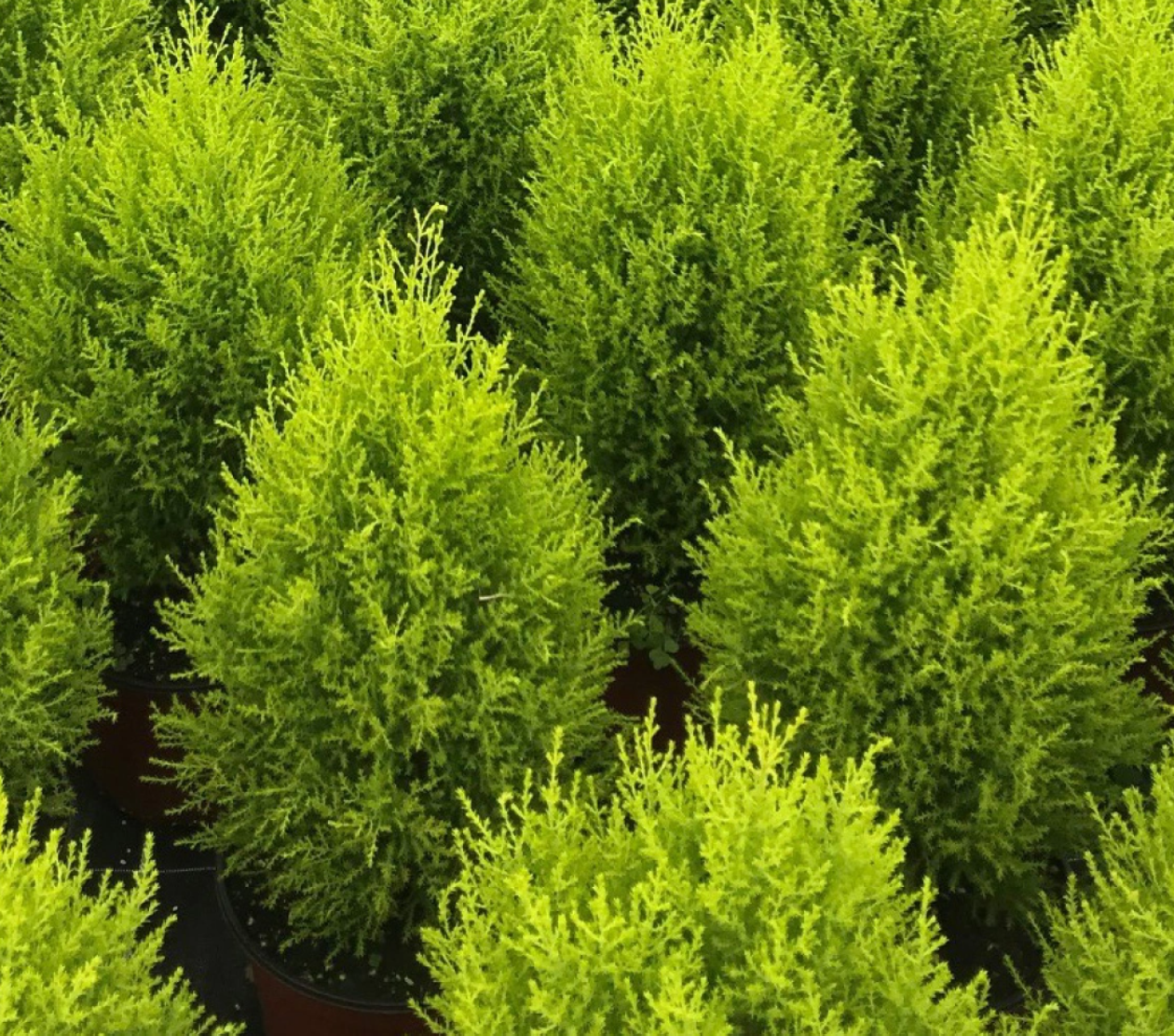 Hesperocyparis macrocarpa ★ LEMON CYPRESS