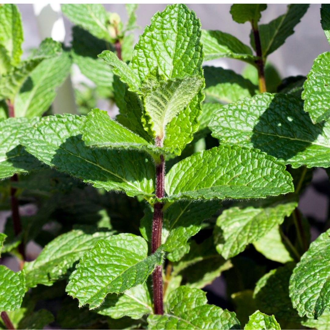 Mentha spp ★ Mint
