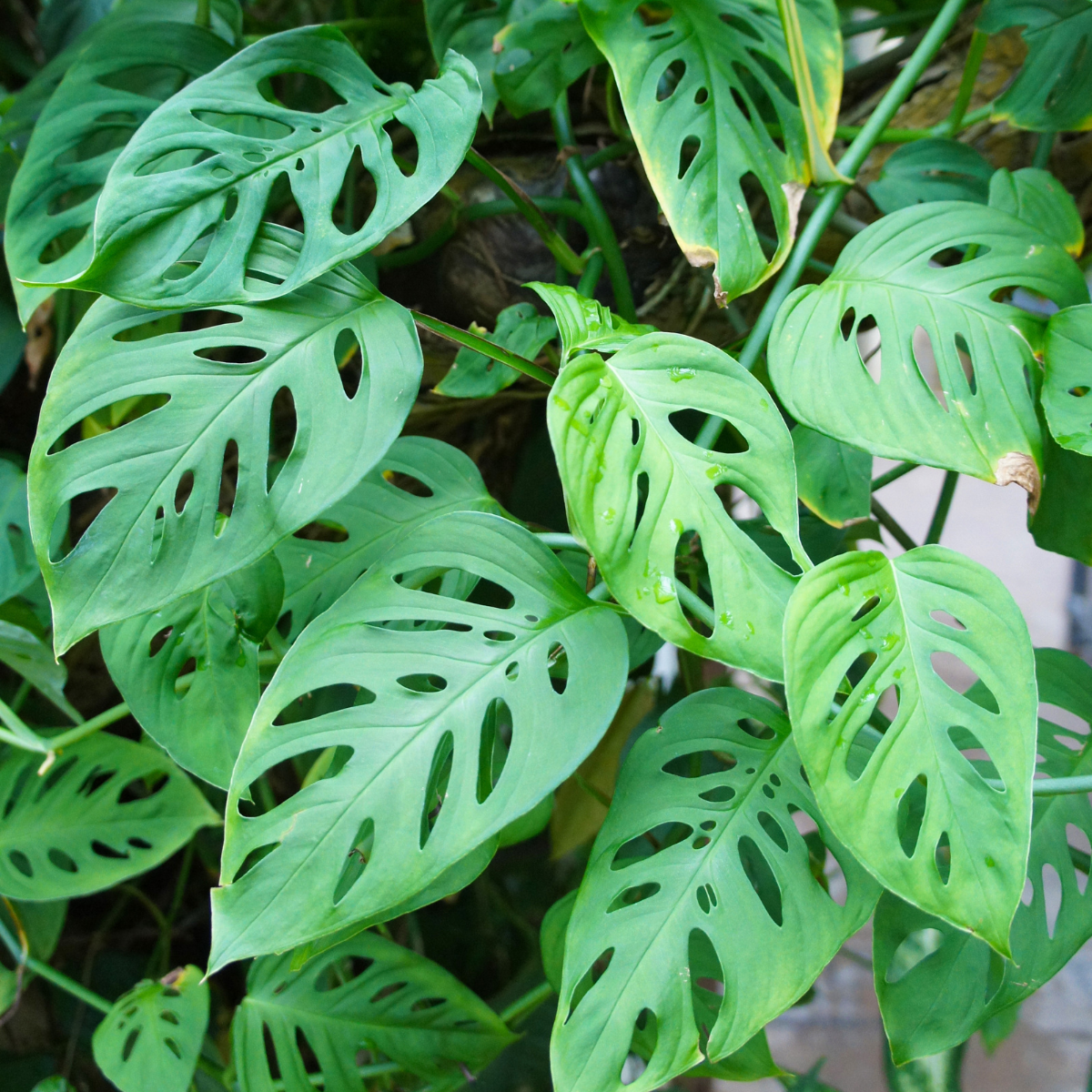 Monstera adansonii ★ SWISS CHEESE VINE