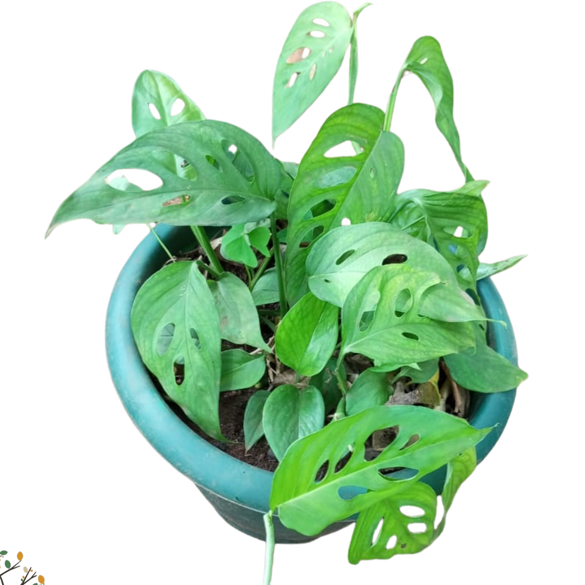 Monstera adansonii ★ SWISS CHEESE VINE