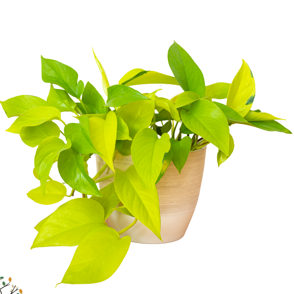 Epipremnum aureum &