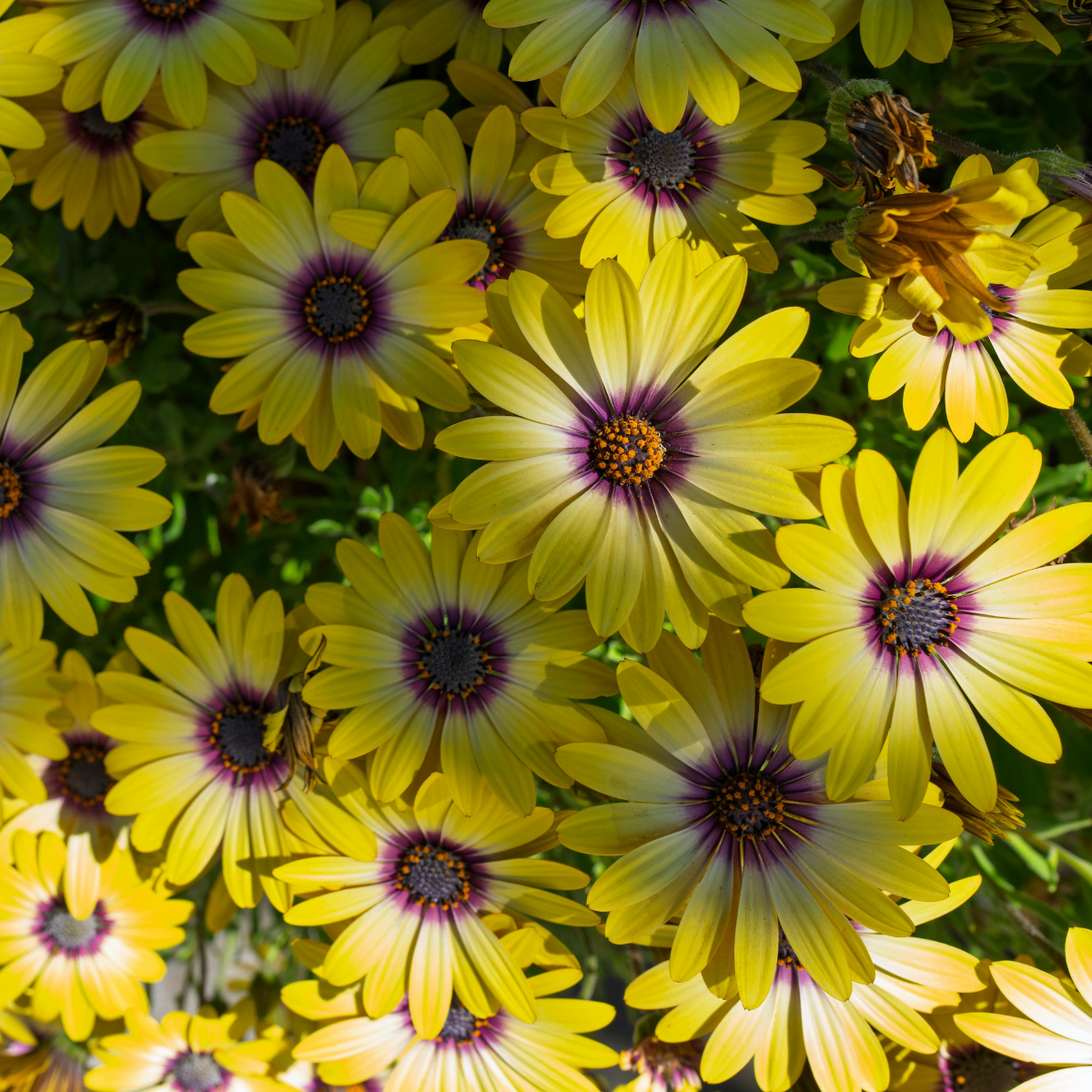 Osteospermum sp ★ AFRICAN DAISY