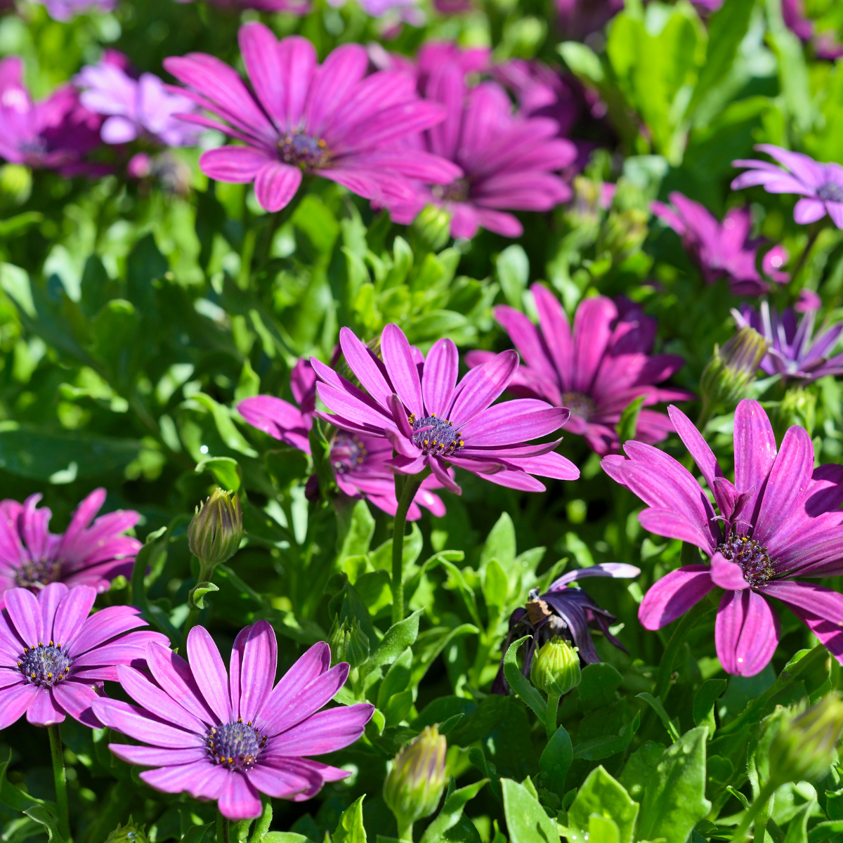 Osteospermum sp ★ AFRICAN DAISY