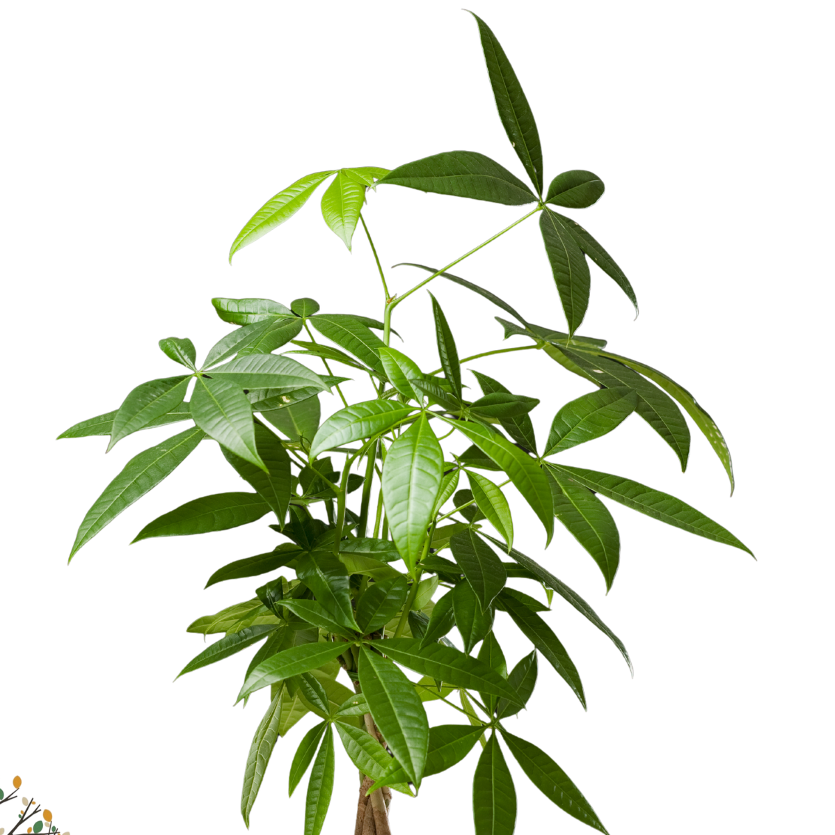 Pachira Aquatica ★ MONEY TREE