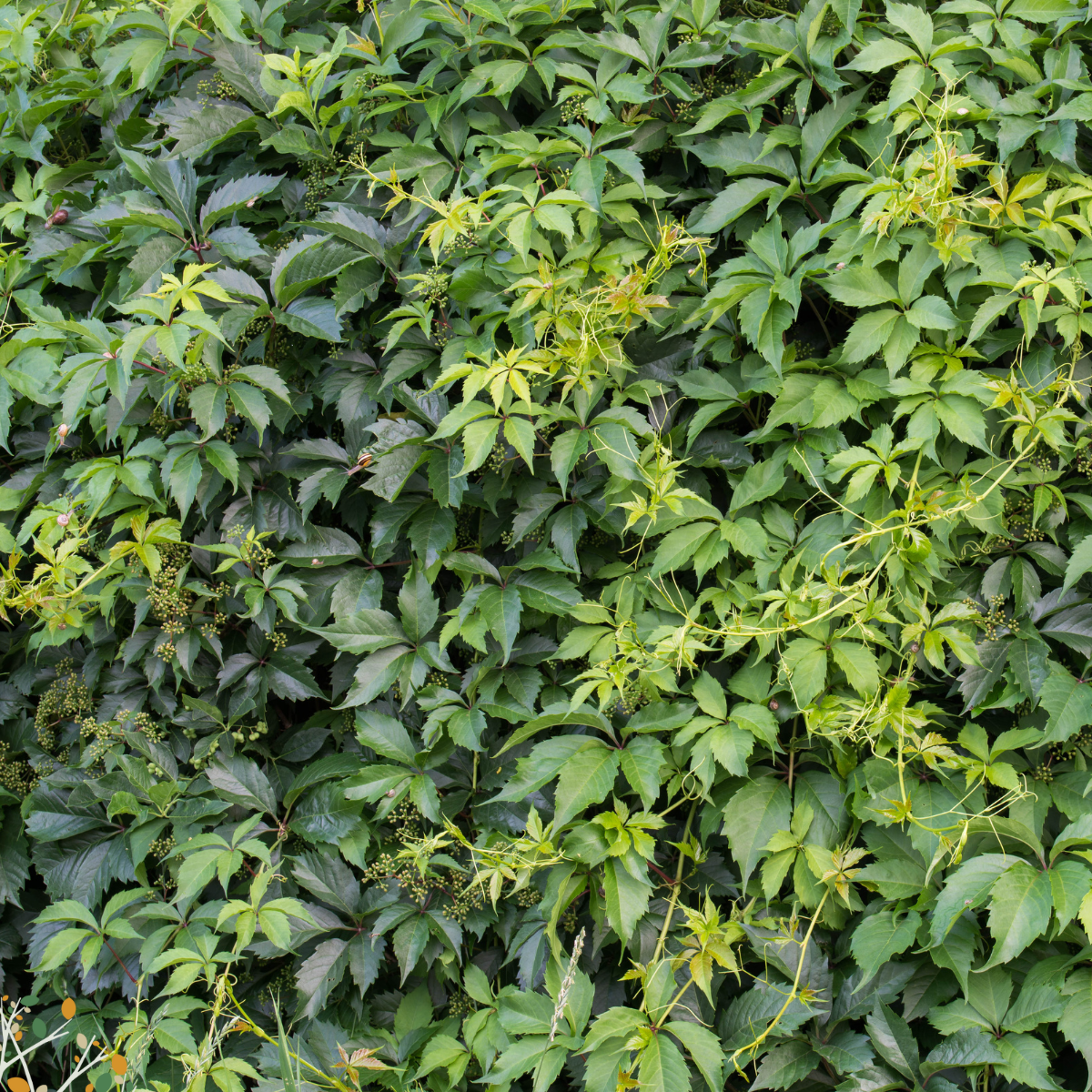 Parthenocissus quinquefolia ★ VIRGINIA CREEPER