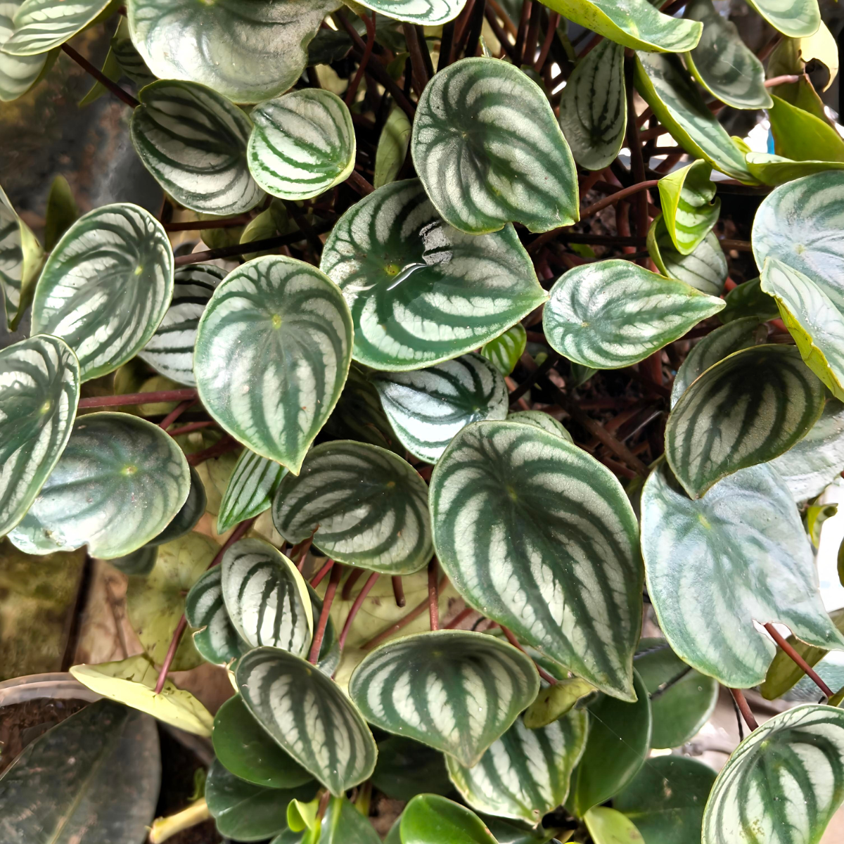 Peperomia argyreia ★ WATERMELON PEPEROMIA