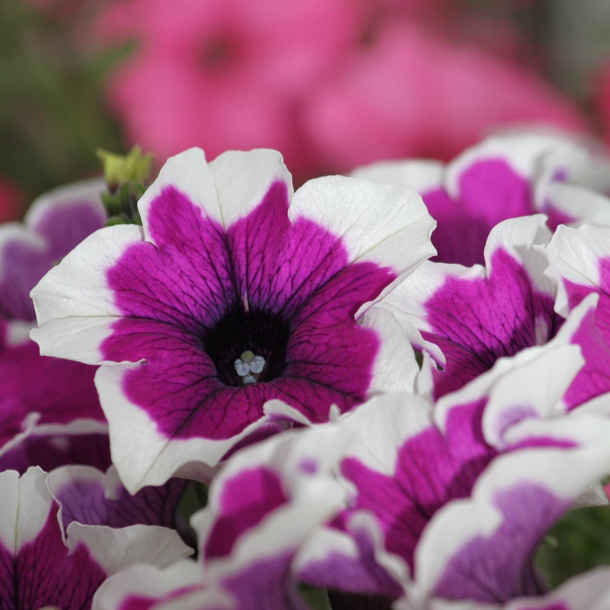 Petunia × atkinsiana ★ GARDEN PETUNIA