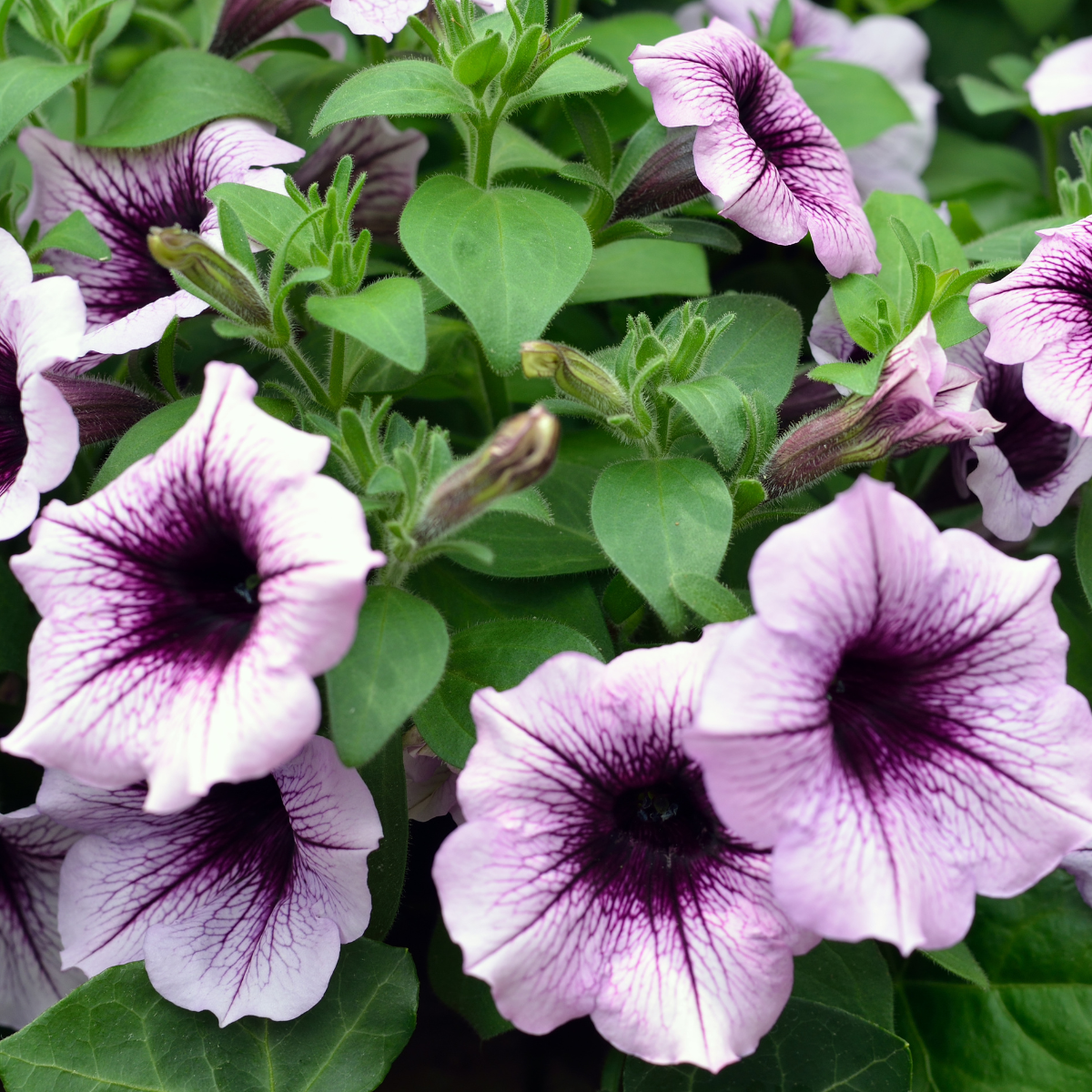 Petunia × atkinsiana ★ GARDEN PETUNIA