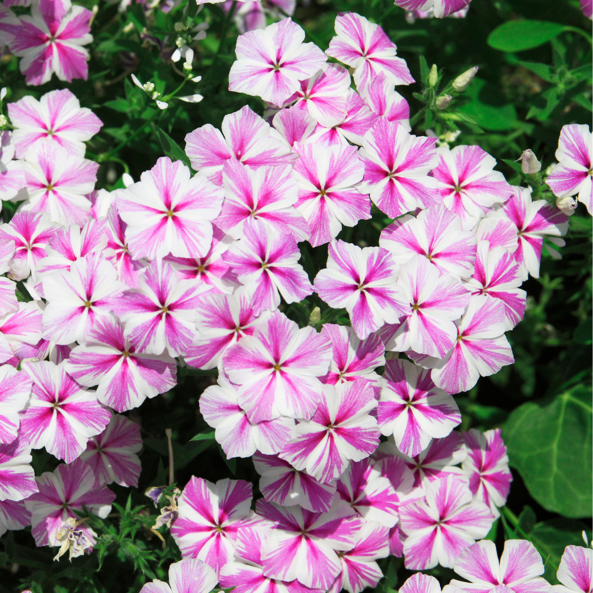 Petunia × atkinsiana ★ GARDEN PETUNIA