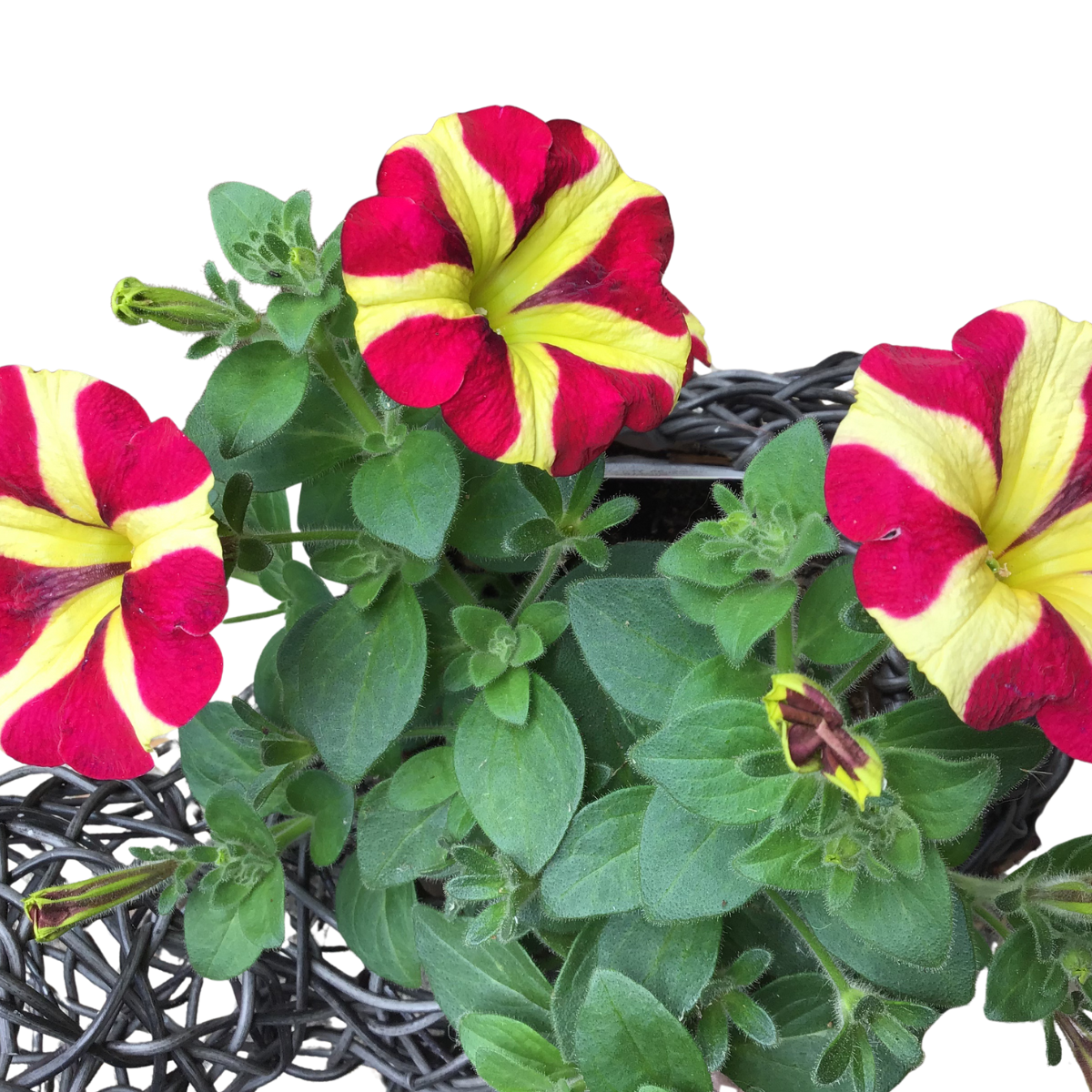Petunia × atkinsiana ★ GARDEN PETUNIA