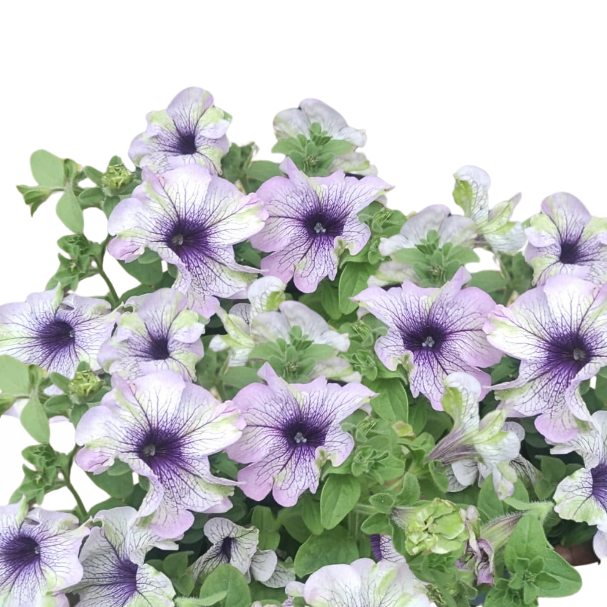 Petunia × atkinsiana ★ GARDEN PETUNIA