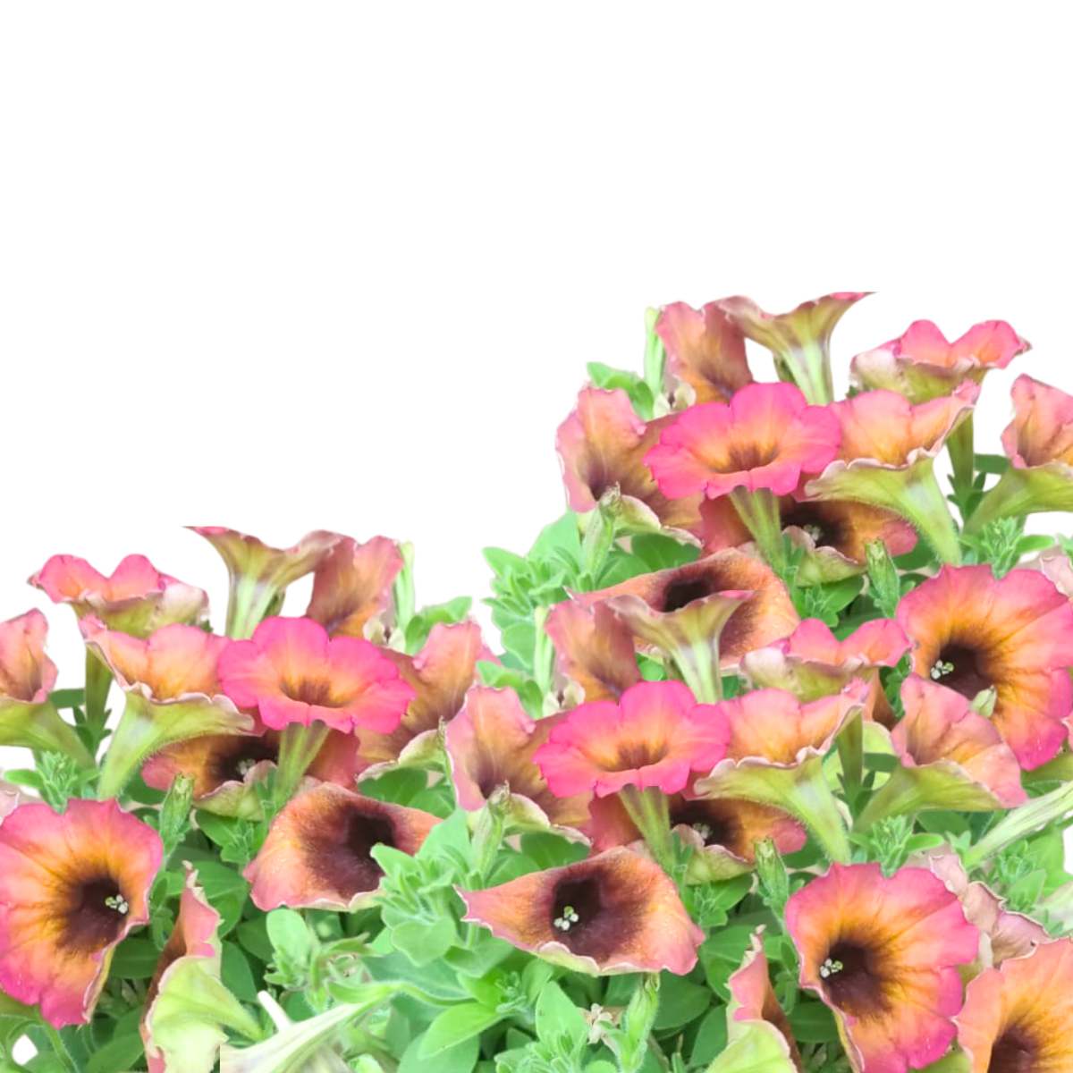 Petunia × atkinsiana ★ GARDEN PETUNIA