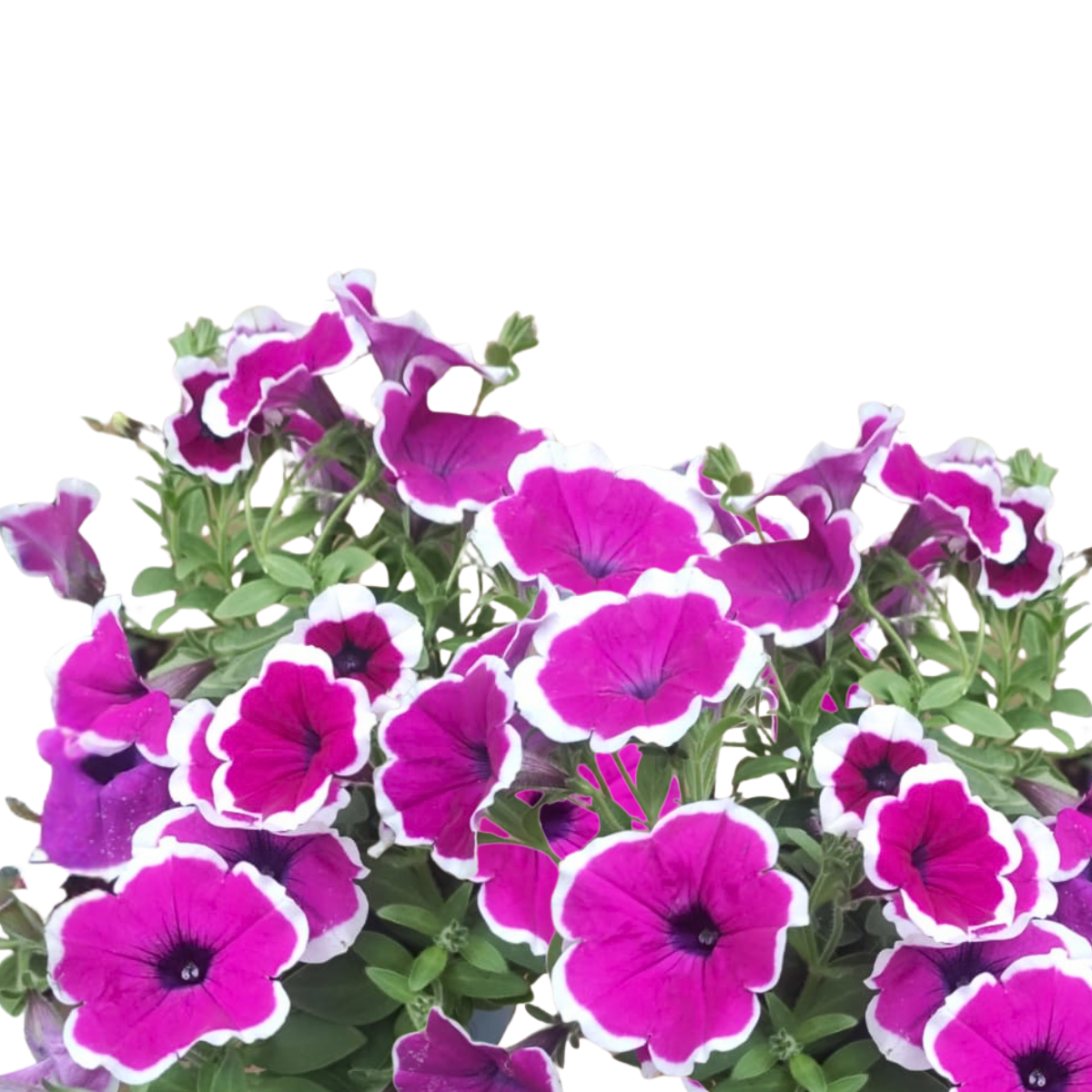 Petunia × atkinsiana ★ GARDEN PETUNIA