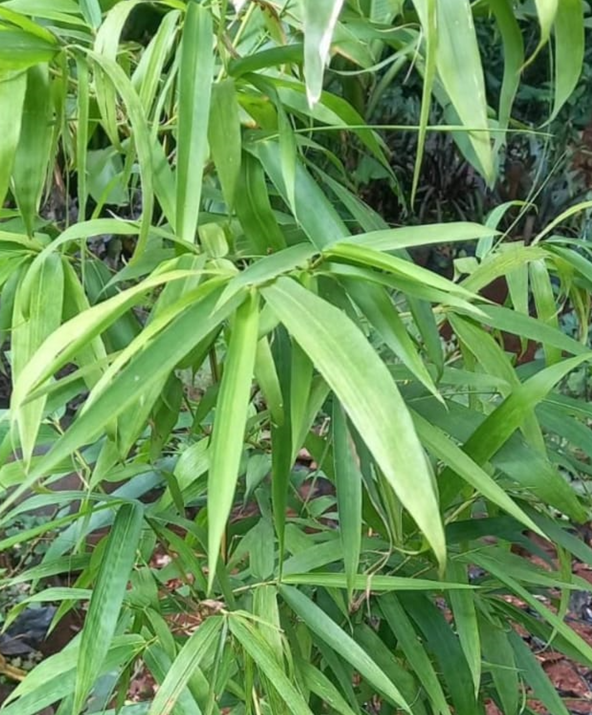 Phyllostachys aureosulcata ★ YELLOW GROOVE BAMBOO
