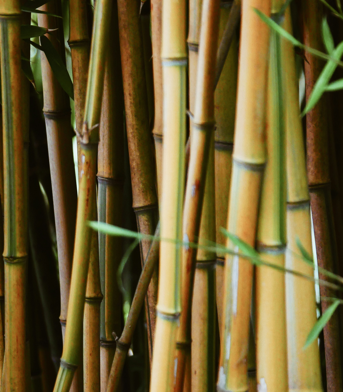 Phyllostachys aureosulcata ★ YELLOW GROOVE BAMBOO