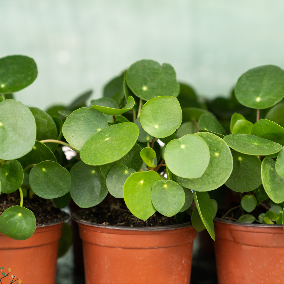 chinese money plant near me Pilea peperomioides ☆ CHINESE MONEY PLANT – Plantitude Kenya