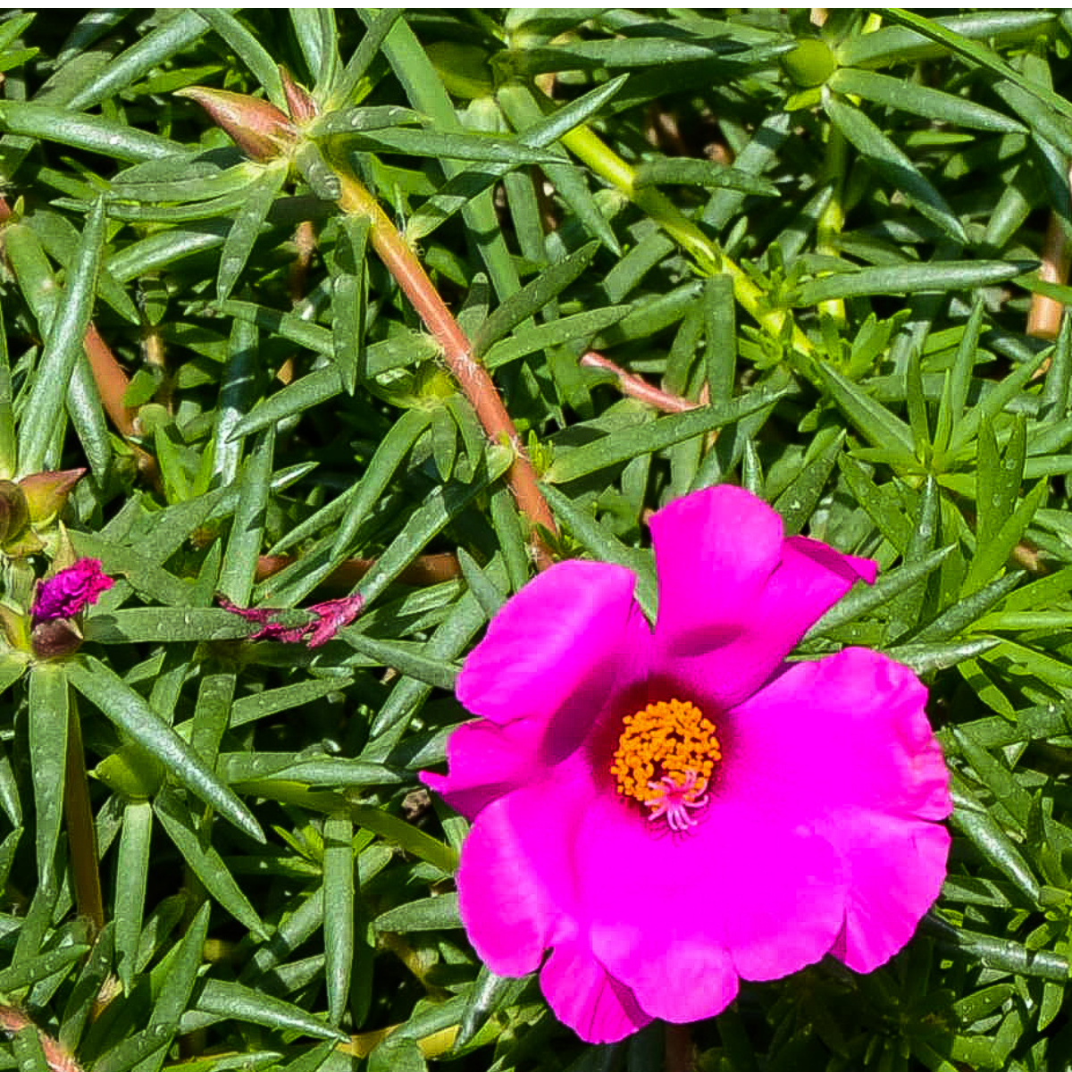 Portulaca pilosa ★ PINK PURSLANE