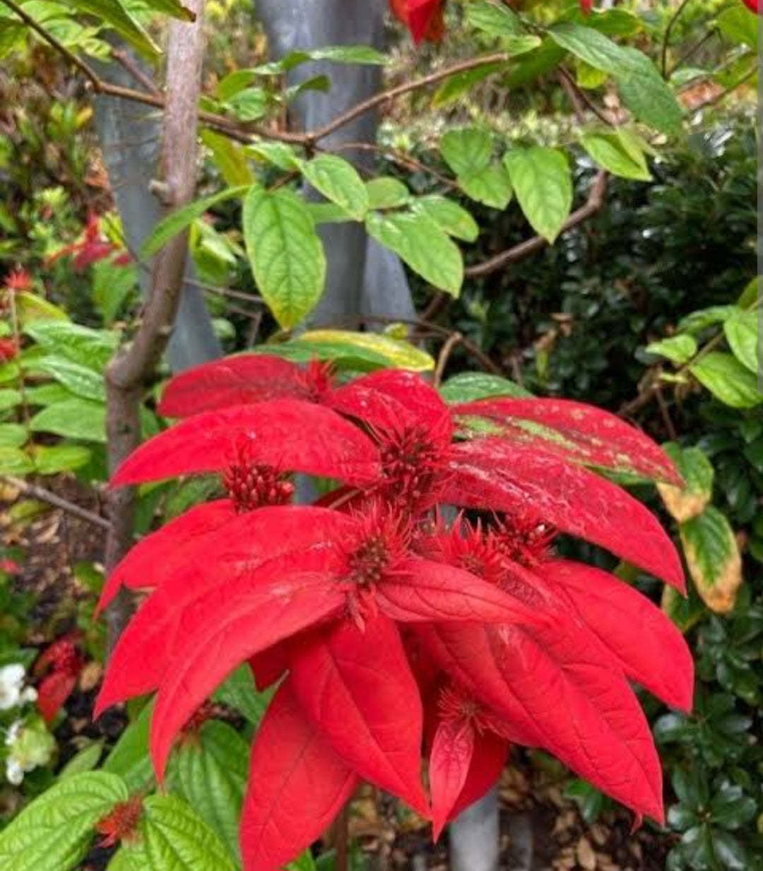 Combretum mussaendiflorum Engl. & Diel★ MUSSAENDA BUSH