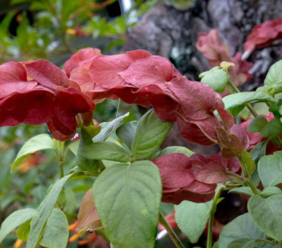 Justicia brandegeeana ★ SHRIMP PLANT