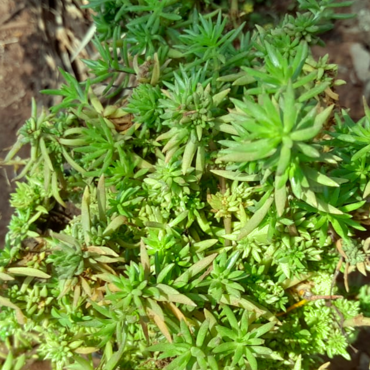 Sedum lineare ★ CARPET SEDUM