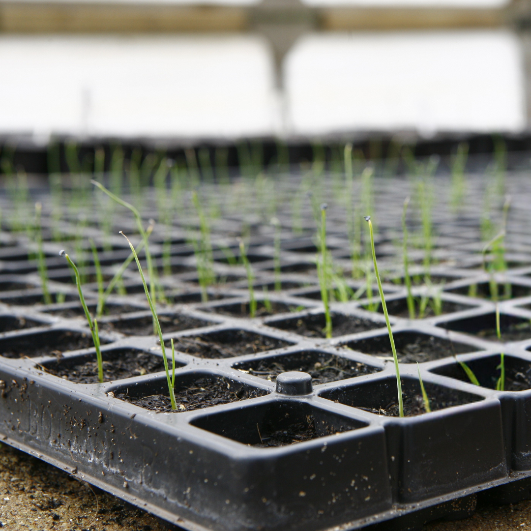 Plastic seedling tray