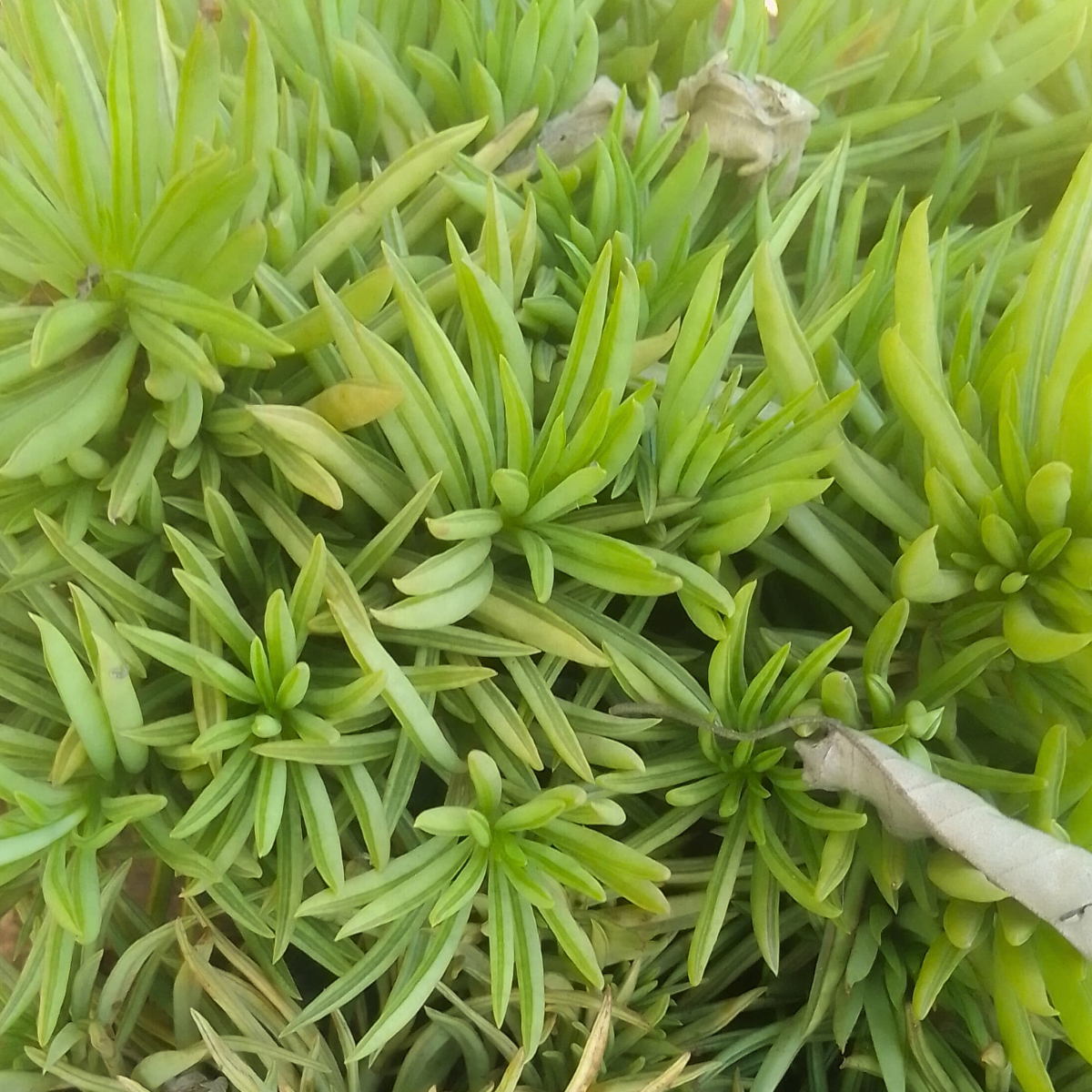 Senecio barbertonica ★ LEMON BEAN