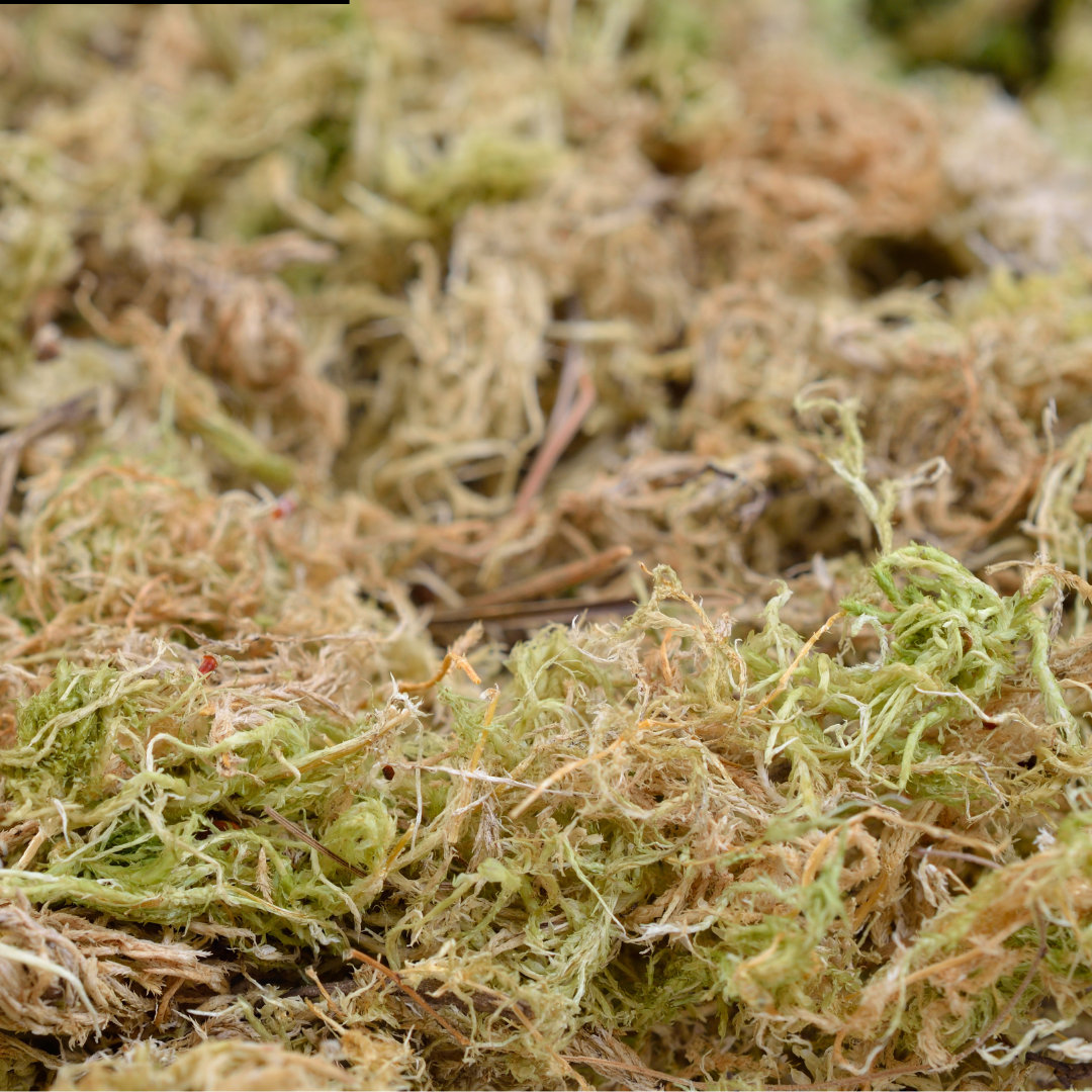 Sphagnum moss