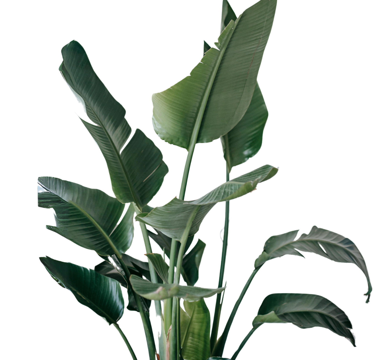 Strelitzia nicolai ★ GIANT BIRD OF PARADISE