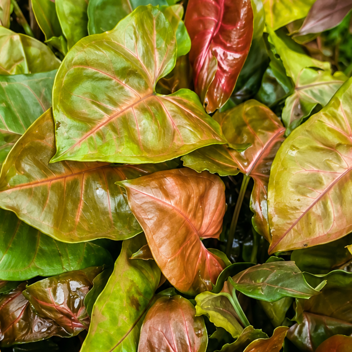 Syngonium podophyllum &